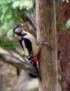 woodpecker on tree
