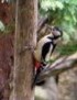 woodpecker on tree